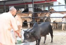 सीएम योगी की गोसंरक्षण नीति का असर : करोड़ों कमा रहे युवा, बढ़ रहा रोजगार