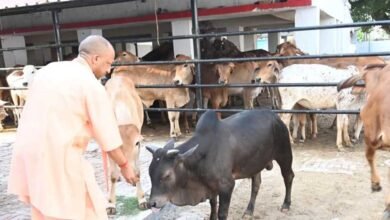 सीएम योगी की गोसंरक्षण नीति का असर : करोड़ों कमा रहे युवा, बढ़ रहा रोजगार सीएम योगी की गोसंरक्षण नीति का असर : करोड़ों कमा रहे युवा, बढ़ रहा रोजगार