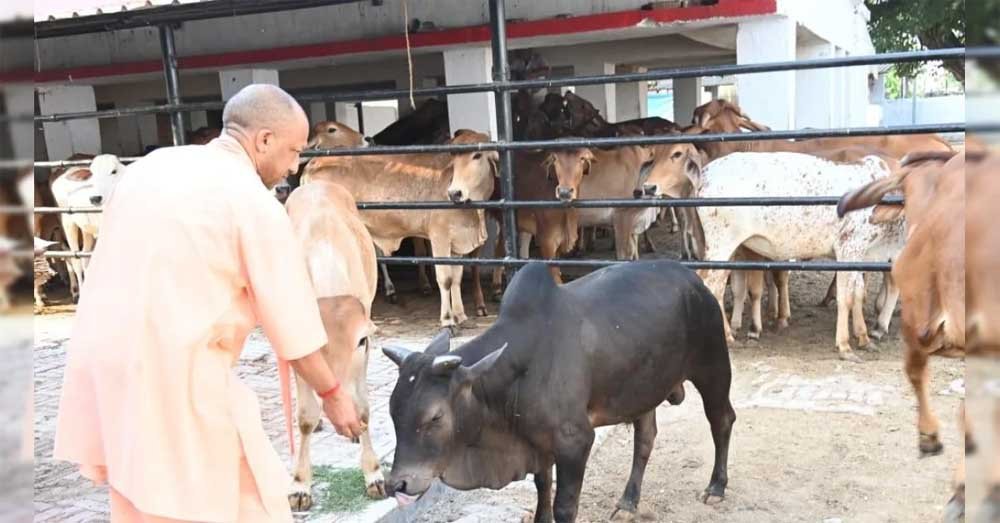 सीएम योगी की गोसंरक्षण नीति का असर : करोड़ों कमा रहे युवा, बढ़ रहा रोजगार सीएम योगी की गोसंरक्षण नीति का असर : करोड़ों कमा रहे युवा, बढ़ रहा रोजगार