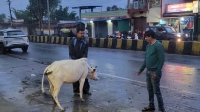 रेडियम बेल्ट से सजे आवारा मवेशी, हाईवे हादसे रोकने की अनोखी पहल