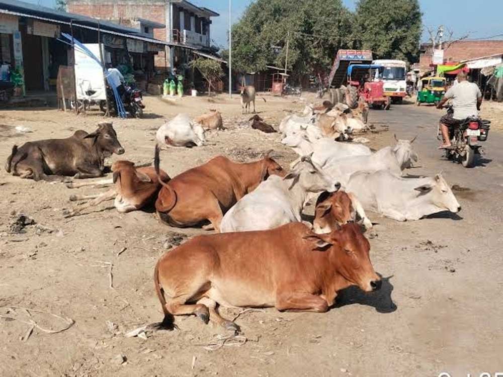 सड़कों पर पशुओं के कारण होने वाली दुर्घटनाओं को रोकने के लिए समाज की भागीदारी सुनिश्चित होगी सड़कों पर पशुओं के कारण होने वाली दुर्घटनाओं को रोकने के लिए समाज की भागीदारी सुनिश्चित होगी
