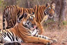 MP में ‘Cat-22’ का संकट! 8 महीने में 45 से ज्यादा बाघों की मौत, 50 इंसानों ने भी गंवाई जान