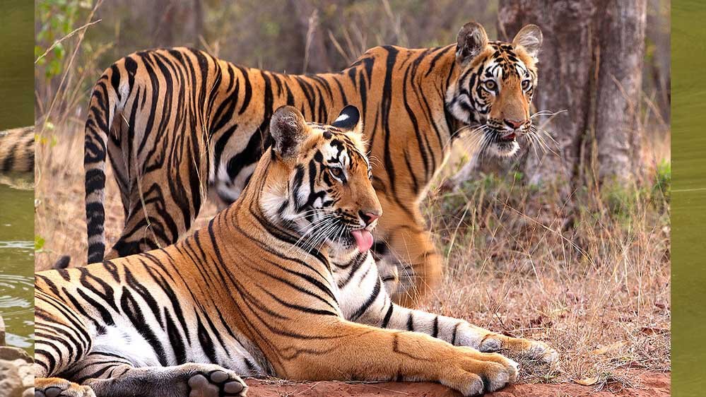 MP में ‘Cat-22’ का संकट! 8 महीने में 45 से ज्यादा बाघों की मौत, 50 इंसानों ने भी गंवाई जान