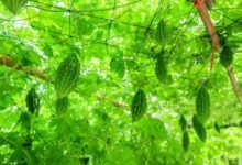 करेले की उन्नत खेती से चमकी किसान नारायण प्रसाद वर्मा की किस्मत,प्रति एकड़ कमाया 1.07 लाख रुपये का शुद्ध लाभ