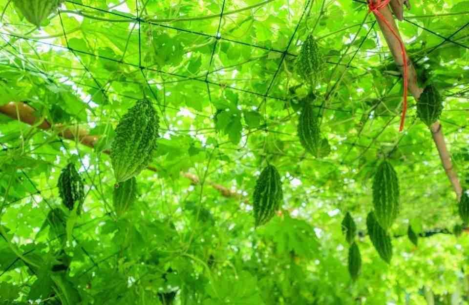 करेले की उन्नत खेती से चमकी किसान नारायण प्रसाद वर्मा की किस्मत,प्रति एकड़ कमाया 1.07 लाख रुपये का शुद्ध लाभ