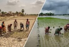 बिहार में बारिश का अजब खेल: कहीं सूखा तो कहीं बाढ़, 99% धान की रोपनी पूरी