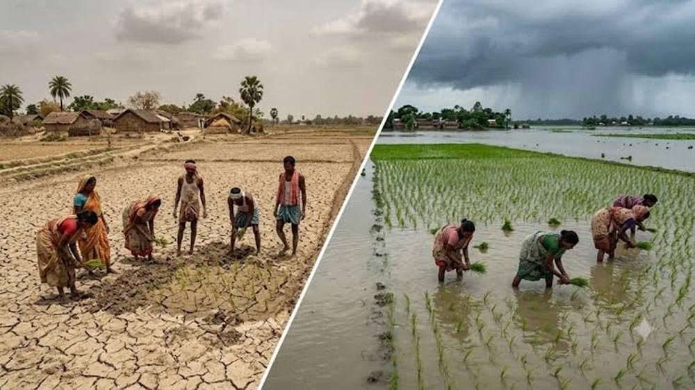 बिहार में बारिश का अजब खेल: कहीं सूखा तो कहीं बाढ़, 99% धान की रोपनी पूरी बिहार में बारिश का अजब खेल: कहीं सूखा तो कहीं बाढ़, 99% धान की रोपनी पूरी