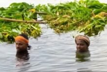 सरयू नदी का जलस्तर बढ़ा, सिवान के दियारा इलाके में बाढ़ जैसे हालात