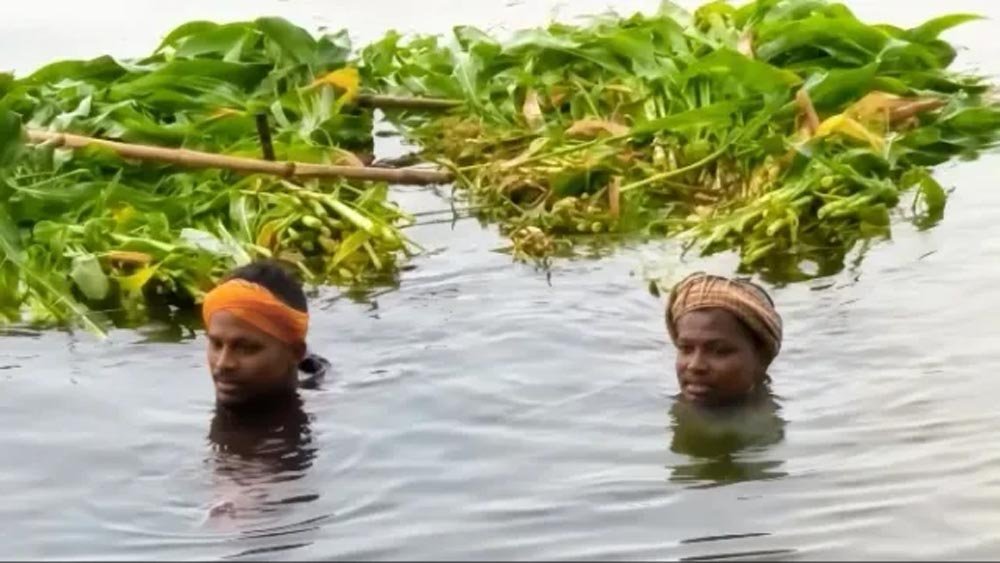 सरयू नदी का जलस्तर बढ़ा, सिवान के दियारा इलाके में बाढ़ जैसे हालात