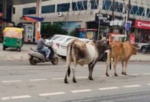 ग्वालियर की सड़कों पर आवारा गोवंश बना खतरा, चरनोई जमीनों से अतिक्रमण हटाने की मांग
