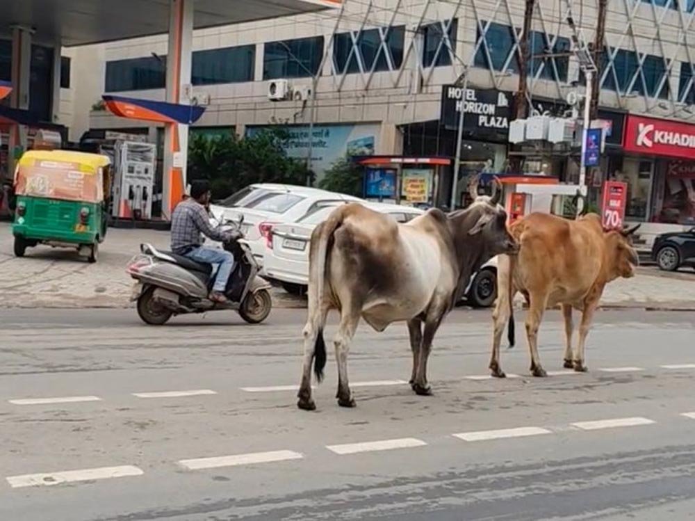 ग्वालियर की सड़कों पर आवारा गोवंश बना खतरा, चरनोई जमीनों से अतिक्रमण हटाने की मांग ग्वालियर की सड़कों पर आवारा गोवंश बना खतरा, चरनोई जमीनों से अतिक्रमण हटाने की मांग