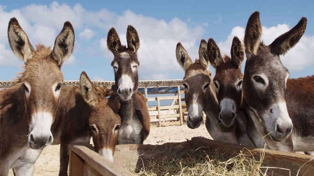 गधों ने कर दिया कमाल! 44 साल में रेगिस्तान को बना डाला हरा-भरा, लौट आई हरियाली गधों ने कर दिया कमाल! 44 साल में रेगिस्तान को बना डाला हरा-भरा, लौट आई हरियाली