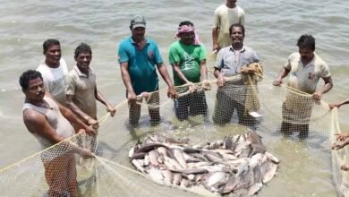 प्रधानमंत्री मत्स्य संपदा योजना ने बदली किसानों की किस्मत, मछली पालन बना अतिरिक्त आमदनी का मजबूत जरिया
