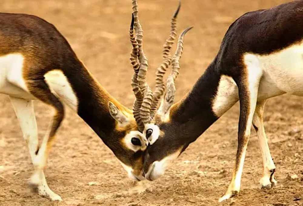 छत्तीसगढ़ के जंगलों में फिर दौड़ेंगे काले हिरण, बारनवापारा से गोमर्डा भेजे जाएंगे 25 हिरण छत्तीसगढ़ के जंगलों में फिर दौड़ेंगे काले हिरण, बारनवापारा से गोमर्डा भेजे जाएंगे 25 हिरण