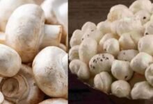मखाने के बीच बिहार का मशरूम चमका, 10 साल में उत्पादन 0.06 से बढ़कर 42.19 हजार टन