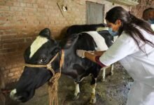 योगी सरकार ने लंपी वायरस की रोकथाम के लिए 25 जनपदों में 606 टीमें कीं तैनात