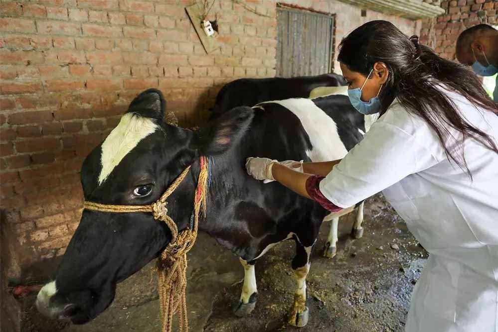 योगी सरकार ने लंपी वायरस की रोकथाम के लिए 25 जनपदों में 606 टीमें कीं तैनात योगी सरकार ने लंपी वायरस की रोकथाम के लिए 25 जनपदों में 606 टीमें कीं तैनात