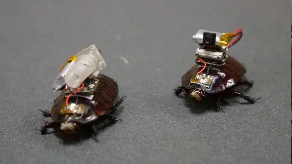 Cockroach Drone: इजरायल की रोबोटिक कीड़ों की रिसर्च, कॉकरोच ड्रोन पर हो रहा काम