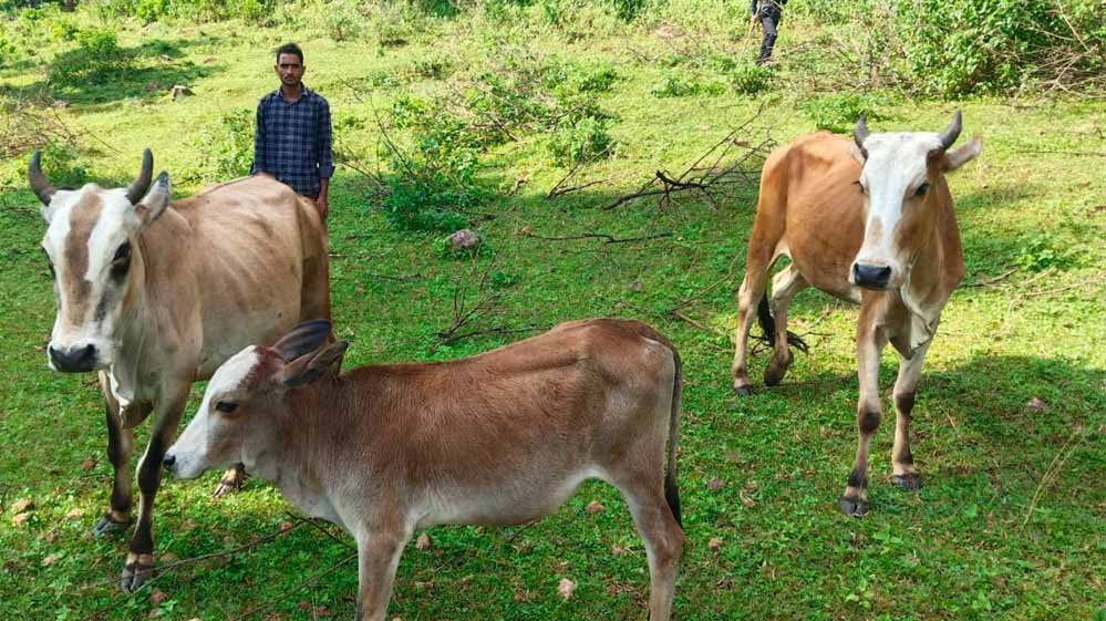 सेवा की कहानी : उन्नत नस्ल की गाय ने खोली अतिरिक्त आय की राह, आत्मनिर्भर बने सन्ना के ओम प्रकाश सेवा की कहानी : उन्नत नस्ल की गाय ने खोली अतिरिक्त आय की राह, आत्मनिर्भर बने सन्ना के ओम प्रकाश