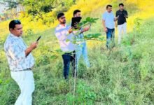 महिलाओं ने संवारा हरित अभियान, 2170 पौधों की अब जियो ट्रैकिंग से होगी निगरानी