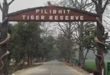 पीलीभीत टाइगर रिजर्व में घूमना हुआ महंगा, शनिवार-रविवार टिकट 150 से बढ़कर 200 रुपये