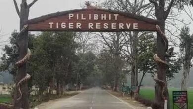 पीलीभीत टाइगर रिजर्व में घूमना हुआ महंगा, शनिवार-रविवार टिकट 150 से बढ़कर 200 रुपये पीलीभीत टाइगर रिजर्व में घूमना हुआ महंगा, शनिवार-रविवार टिकट 150 से बढ़कर 200 रुपये