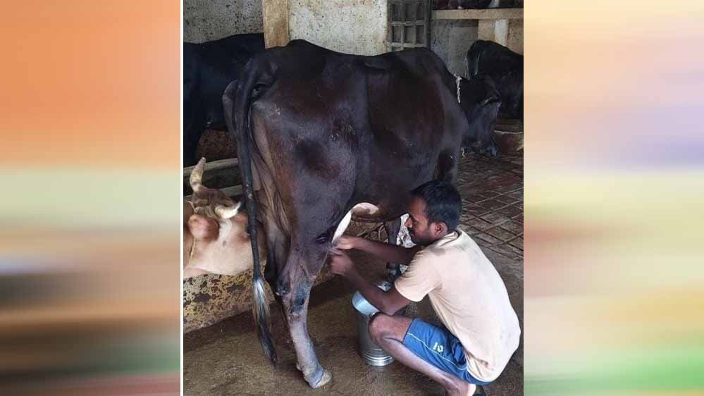 राष्ट्रीय कृत्रिम गर्भाधान कार्यक्रम से बदली योहिनापाली के नीलाम्बर की किस्मत राष्ट्रीय कृत्रिम गर्भाधान कार्यक्रम से बदली योहिनापाली के नीलाम्बर की किस्मत