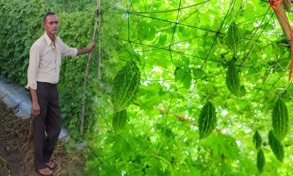 करेले की उन्नत खेती से चमकी किसान नारायण प्रसाद वर्मा की किस्मत करेले की उन्नत खेती से चमकी किसान नारायण प्रसाद वर्मा की किस्मत