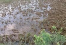 पालीगंज में पुनपुन नदी का पानी उतरने से धान की फसल बर्बाद, किसानों की बढ़ी चिंता
