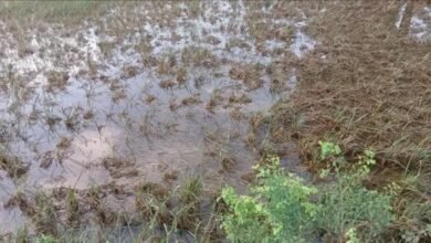पालीगंज में पुनपुन नदी का पानी उतरने से धान की फसल बर्बाद, किसानों की बढ़ी चिंता