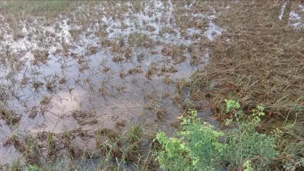 पालीगंज में पुनपुन नदी का पानी उतरने से धान की फसल बर्बाद, किसानों की बढ़ी चिंता पालीगंज में पुनपुन नदी का पानी उतरने से धान की फसल बर्बाद, किसानों की बढ़ी चिंता