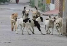 स्ट्रीट डॉग्स की नसबंदी हो रही तो वैक्सीन कहां से आई? सूचना आयुक्त के सवाल से गाजियाबाद निगम में हड़कंप
