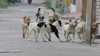 स्ट्रीट डॉग्स की नसबंदी हो रही तो वैक्सीन कहां से आई? सूचना आयुक्त के सवाल से गाजियाबाद निगम में हड़कंप स्ट्रीट डॉग्स की नसबंदी हो रही तो वैक्सीन कहां से आई? सूचना आयुक्त के सवाल से गाजियाबाद निगम में हड़कंप