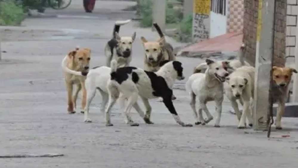 स्ट्रीट डॉग्स की नसबंदी हो रही तो वैक्सीन कहां से आई? सूचना आयुक्त के सवाल से गाजियाबाद निगम में हड़कंप स्ट्रीट डॉग्स की नसबंदी हो रही तो वैक्सीन कहां से आई? सूचना आयुक्त के सवाल से गाजियाबाद निगम में हड़कंप