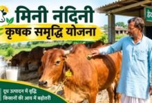 गोरखपुर में मिनी नंदिनी योजना का बढ़ा दायरा, 20 नए लाभार्थी जुड़े; संख्या 26 हुई