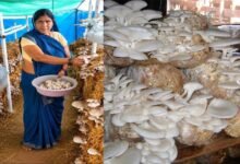 आत्मनिर्भरता की नई मिसाल- खेतों से मशरूम उत्पादन तक मिथिला दीदी ने लिखी सफलता की नई कहानी