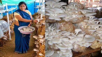 आत्मनिर्भरता की नई मिसाल- खेतों से मशरूम उत्पादन तक मिथिला दीदी ने लिखी सफलता की नई कहानी आत्मनिर्भरता की नई मिसाल- खेतों से मशरूम उत्पादन तक मिथिला दीदी ने लिखी सफलता की नई कहानी