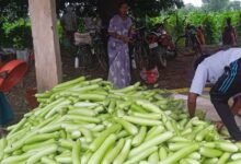 बिहान से बदली राह 35 महिला किसानों ने 600 क्विंटल सब्जी उगाकर लिखी सफलता की नई कहानी