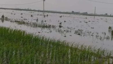 मधेपुरा में बाढ़ से 11.15 करोड़ की धान की फसल बर्बाद, 21,667 किसानों ने किया मुआवजे के लिए आवेदन