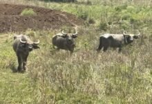 बांधवगढ़ में बढ़ रहा गौर का कुनबा, कान्हा में वन भैंसा पुनर्स्थापना से मजबूत होगा पारिस्थितिकी तंत्र