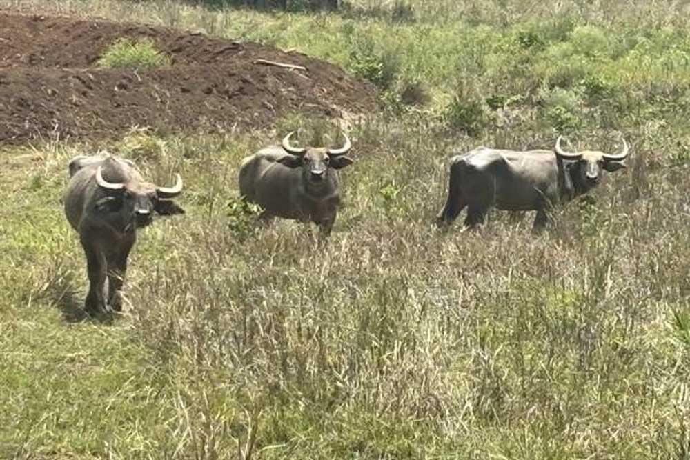 बांधवगढ़ में बढ़ रहा गौर का कुनबा, कान्हा में वन भैंसा पुनर्स्थापना से मजबूत होगा पारिस्थितिकी तंत्र बांधवगढ़ में बढ़ रहा गौर का कुनबा, कान्हा में वन भैंसा पुनर्स्थापना से मजबूत होगा पारिस्थितिकी तंत्र