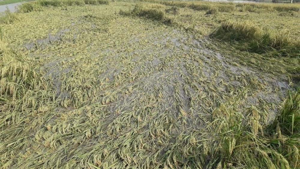 CM साय का भरोसा: बारिश से फसल नुकसान का होगा सर्वे, किसानों को मिलेगा मुआवजा CM साय का भरोसा: बारिश से फसल नुकसान का होगा सर्वे, किसानों को मिलेगा मुआवजा