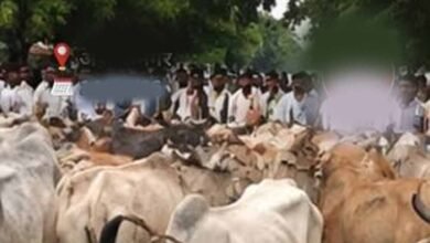मवेशियों को लेकर पहुंचे किसान, रास्ते में ही हुआ समस्या का समाधान