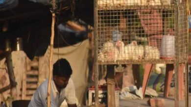 CG में 5 दिन मांस-मटन की बिक्री पर रोक, उल्लंघन करने वालों पर होगी सख्त कार्रवाई
