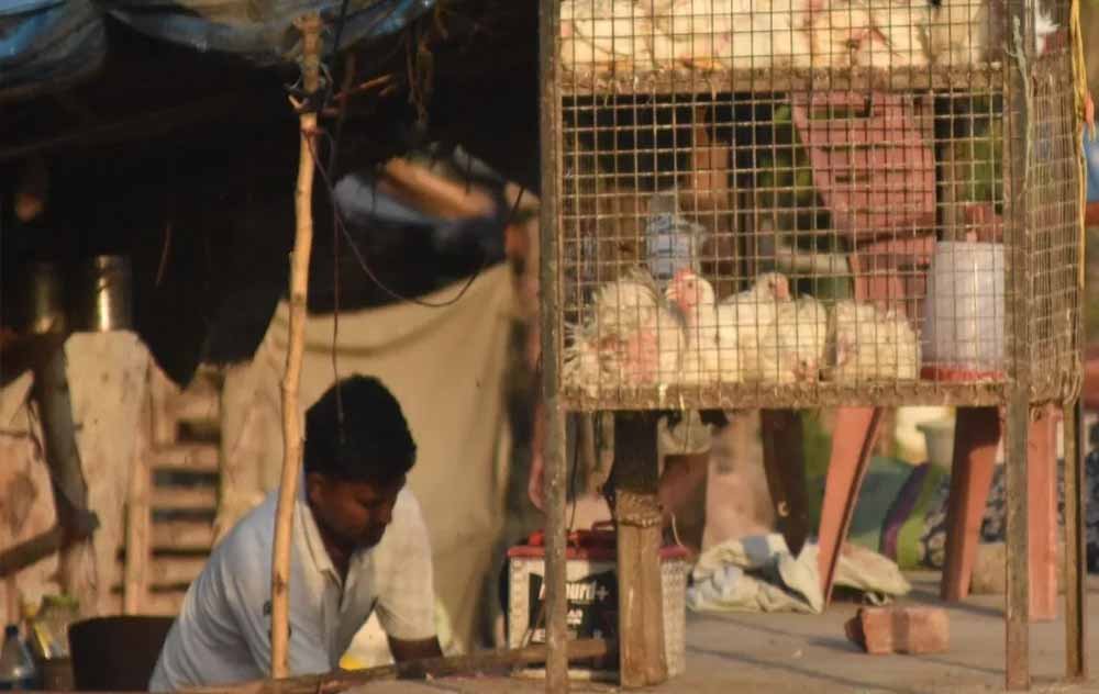 CG में 5 दिन मांस-मटन की बिक्री पर रोक, उल्लंघन करने वालों पर होगी सख्त कार्रवाई CG में 5 दिन मांस-मटन की बिक्री पर रोक, उल्लंघन करने वालों पर होगी सख्त कार्रवाई
