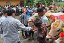 CG में पोला पर्व की धूम, CM विष्णुदेव साय कार्यक्रमों में होंगे शामिल CG में पोला पर्व की धूम, CM विष्णुदेव साय कार्यक्रमों में होंगे शामिल
