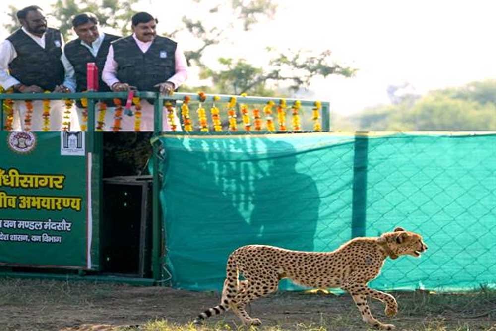 मुख्यमंत्री डॉ. यादव ने गांधी सागर अभयारण्य में छोड़ी मादा चीता राधा मुख्यमंत्री डॉ. यादव ने गांधी सागर अभयारण्य में छोड़ी मादा चीता राधा