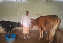 ’पीएम किसान सम्मान निधि की बचत से खरीदी पहली गाय, आज 10 गायों के साथ आत्मनिर्भर बने 75 वर्षीय परशुराम गुप्ता’