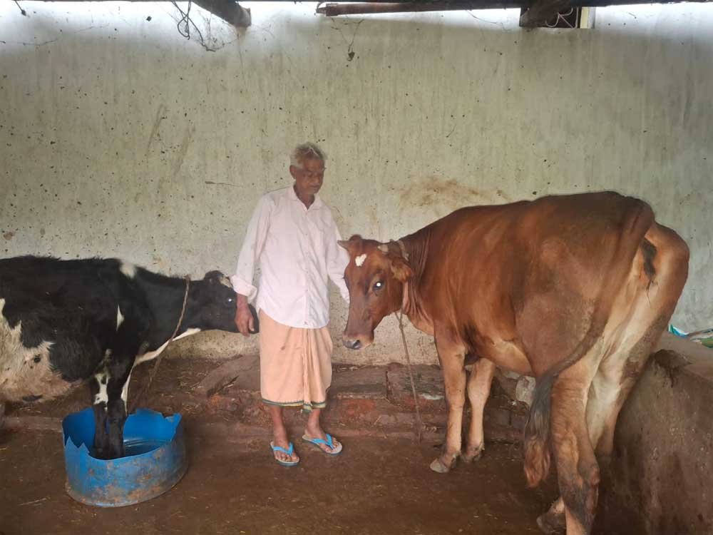 ’पीएम किसान सम्मान निधि की बचत से खरीदी पहली गाय, आज 10 गायों के साथ आत्मनिर्भर बने 75 वर्षीय परशुराम गुप्ता’ ’पीएम किसान सम्मान निधि की बचत से खरीदी पहली गाय, आज 10 गायों के साथ आत्मनिर्भर बने 75 वर्षीय परशुराम गुप्ता’