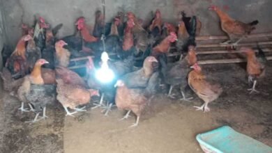 मुर्गी पालन ने बदली रजनी की राह, आत्मनिर्भरता की ओर बढ़ाया कदम